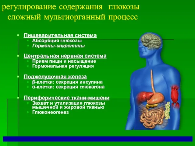 регулирование содержания глюкозы сложный мультиорганный процесс Пищеварительная система Абсорбция глюкозы Гормоны-инкретины Центральная