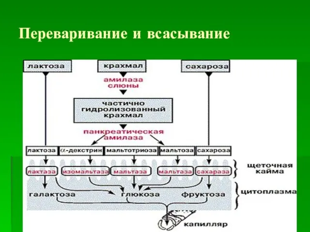 Переваривание и всасывание