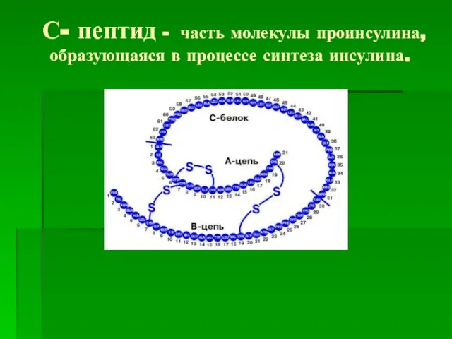 С- пептид - часть молекулы проинсулина, образующаяся в процессе синтеза инсулина.