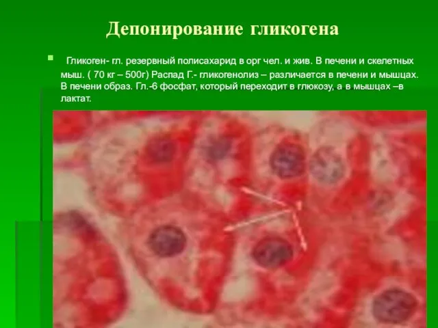 Депонирование гликогена Гликоген- гл. резервный полисахарид в орг чел. и жив. В