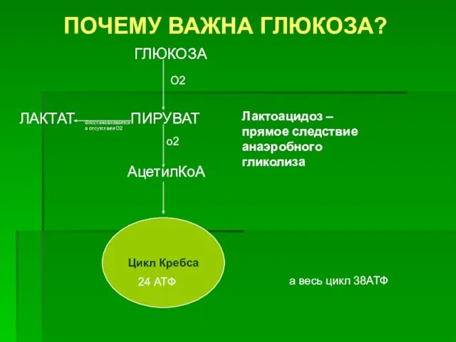 ПОЧЕМУ ВАЖНА ГЛЮКОЗА? ГЛЮКОЗА ПИРУВАТ ЛАКТАТ АцетилКоА Цикл Кребса Лактоацидоз – прямое