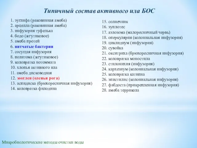 Микробиологические методы очистки воды Типичный состав активного ила БОС 1. эуглифа (раковинная