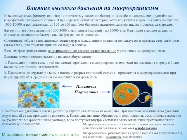 Влияние высокого давления на микроорганизмы Микробиологические методы очистки воды Осмотическое давление в