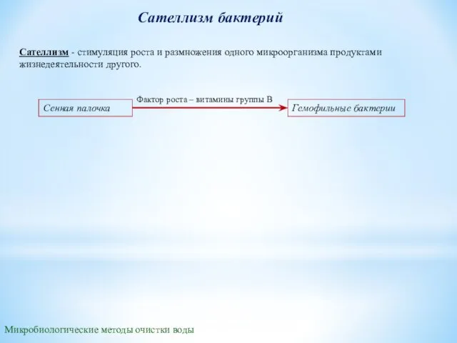 Сателлизм бактерий Сателлизм - стимуляция роста и размножения одного микроорганизма продуктами жизнедеятельности