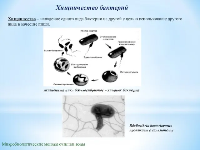 Хищничество бактерий Хищничество – нападение одного вида бактерии на другой с целью