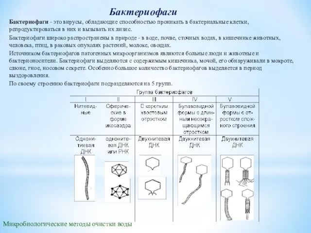 Бактериофаги Бактериофаги - это вирусы, обладающие способностью проникать в бактериальные клетки, репродуктироваться