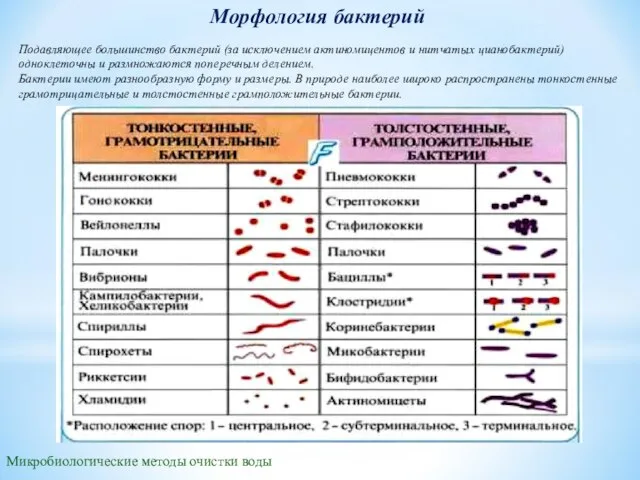 Морфология бактерий Подавляющее большинство бактерий (за исключением актиномицентов и нитчатых цианобактерий) одноклеточны