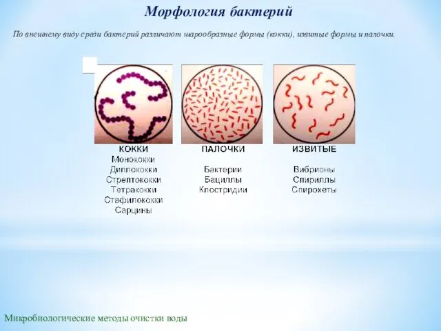 Морфология бактерий По внешнему виду среди бактерий различают шарообразные формы (кокки), извитые