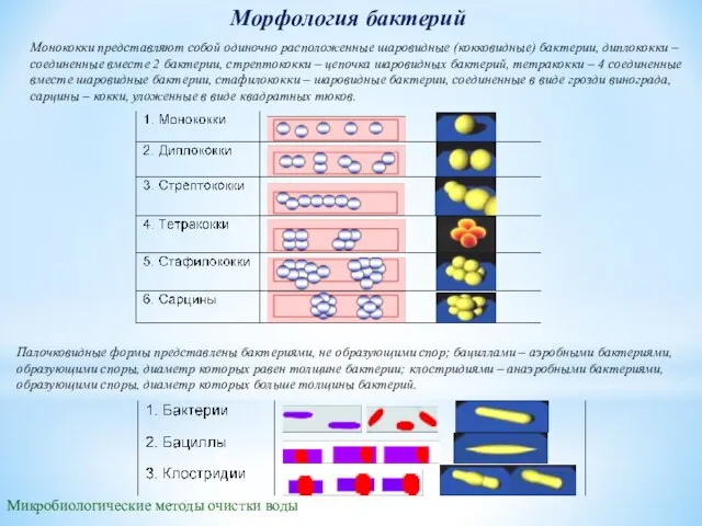 Морфология бактерий Микробиологические методы очистки воды Палочковидные формы представлены бактериями, не образующими