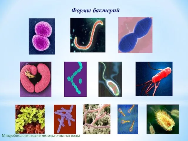 Формы бактерий Микробиологические методы очистки воды