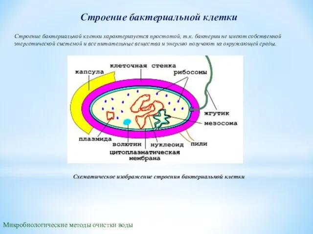 Строение бактериальной клетки Микробиологические методы очистки воды Строение бактериальной клетки характеризуется простотой,