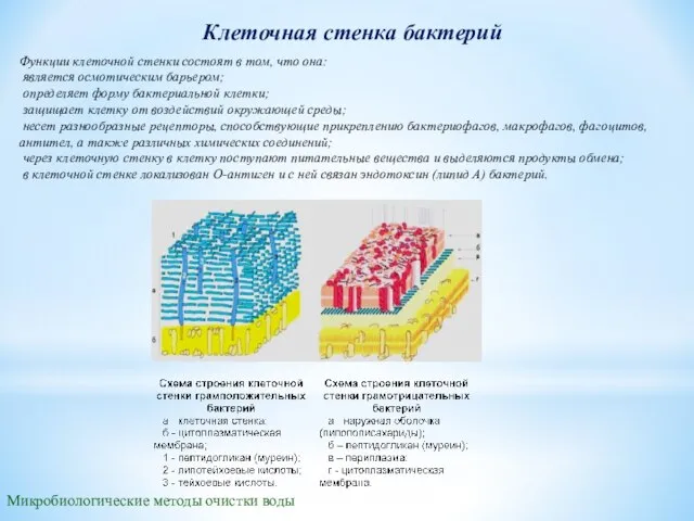 Клеточная стенка бактерий Микробиологические методы очистки воды Функции клеточной стенки состоят в