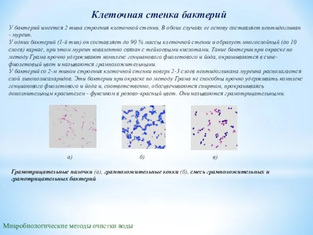 Клеточная стенка бактерий Микробиологические методы очистки воды У бактерий имеется 2 типа