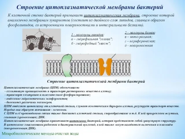 Строение цитоплазматической мембраны бактерий К клеточной стенке бактерий примыкает цитоплазматическая мембрана, строение