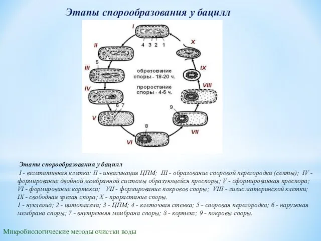 Этапы спорообразования у бацилл Микробиологические методы очистки воды Этапы спорообразования у бацилл