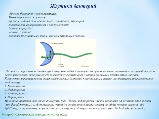 Жгутики бактерий Микробиологические методы очистки воды По своему строению жгутики представляют собой