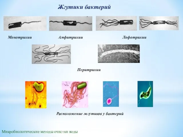 Жгутики бактерий Микробиологические методы очистки воды Монотрихии Амфитрихии Лофотрихии Перитрихии Расположение жгутиков у бактерий