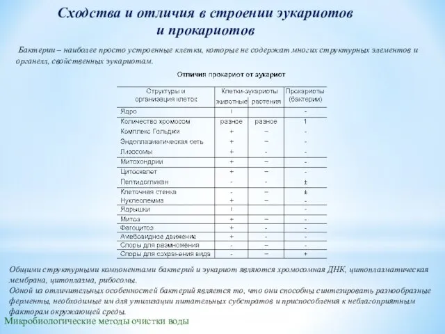 Сходства и отличия в строении эукариотов и прокариотов Микробиологические методы очистки воды