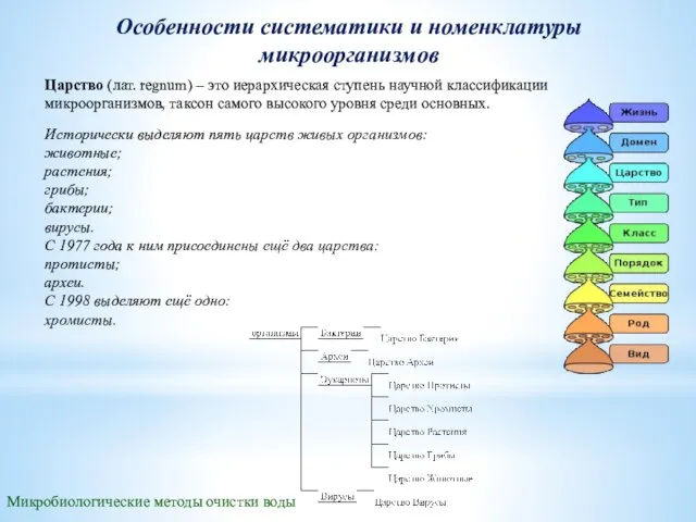 Микробиологические методы очистки воды Особенности систематики и номенклатуры микроорганизмов Царство (лат. regnum)