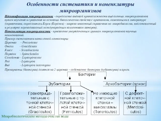 Особенности систематики и номенклатуры микроорганизмов Идентификация микроорганизмов - определение видовой принадлежности выделенных