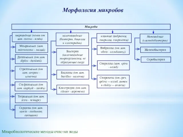 Морфология микробов Микробы шаровидные (кокки от лат. cocсus - ягода) Нитевидные (хламидобактерии)