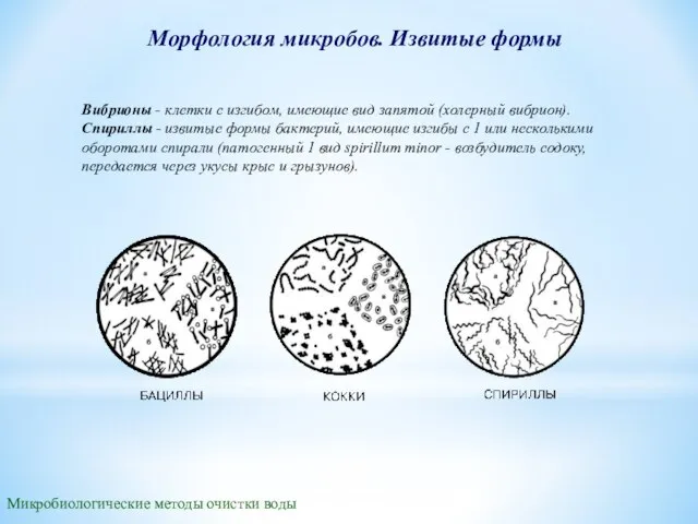 Морфология микробов. Извитые формы Микробиологические методы очистки воды Вибрионы - клетки с