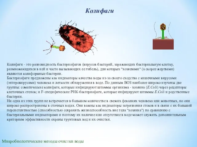 Колифаги Микробиологические методы очистки воды Колифаги - это разновидность бактериофагов (вирусов бактерий,