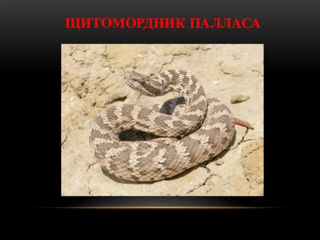 ЩИТОМОРДНИК ПАЛЛАСА