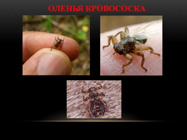 ОЛЕНЬЯ КРОВОСОСКА