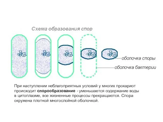 При наступлении неблагоприятных условий у многих прокариот происходит спорообразование - уменьшается содержание