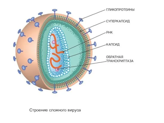 Строение сложного вируса