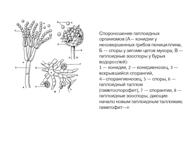 Спороношение гаплоидных организмов (А— конидии у несовершенных грибов пенициллина, Б — споры