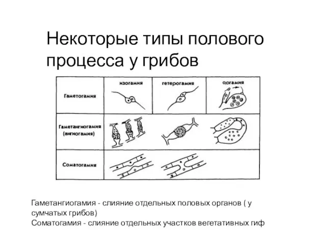 Некоторые типы полового процесса у грибов Гаметангиогамия - слияние отдельных половых органов