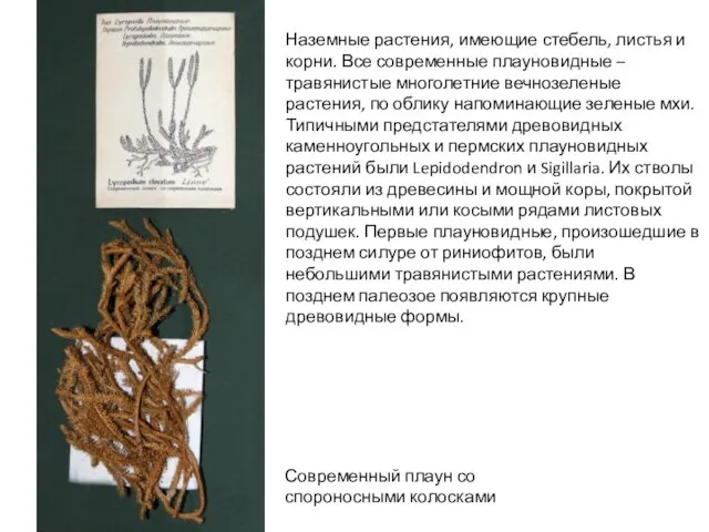 Современный плаун со спороносными колосками Наземные растения, имеющие стебель, листья и корни.