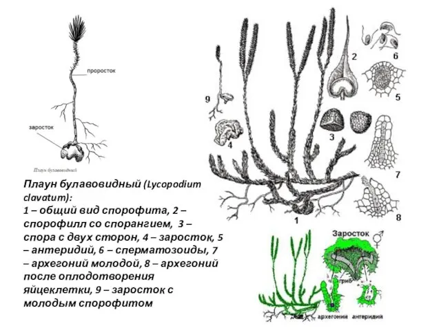 Плаун булавовидный (Lycopodium clavatum): 1 – общий вид спорофита, 2 – спорофилл