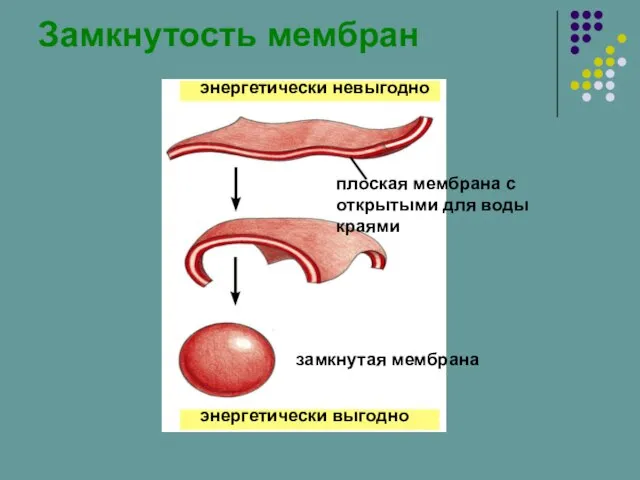 Замкнутость мембран энергетически невыгодно плоская мембрана с открытыми для воды краями замкнутая мембрана энергетически выгодно