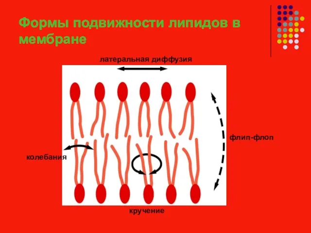 Формы подвижности липидов в мембране латеральная диффузия флип-флоп кручение колебания