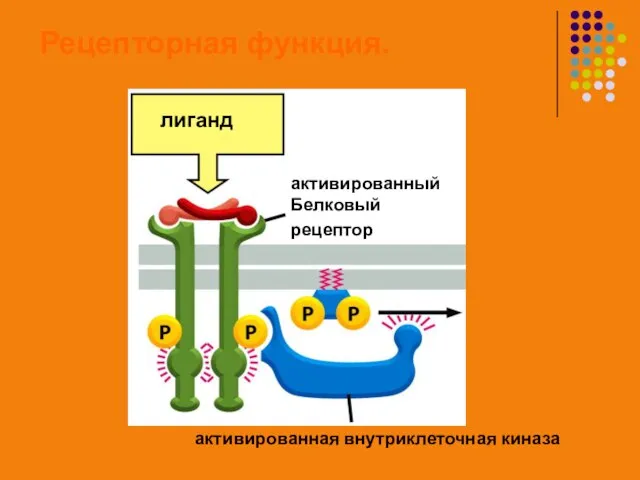 Рецепторная функция. лиганд активированный Белковый рецептор активированная внутриклеточная киназа