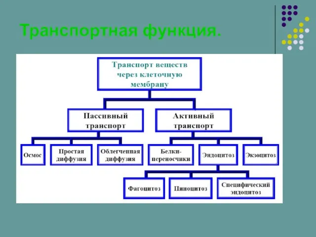 Транспортная функция.