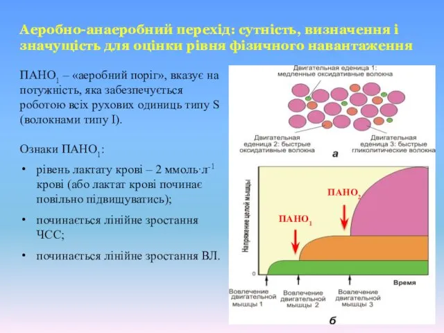 ПАНО1 – «аеробний поріг», вказує на потужність, яка забезпечується роботою всіх рухових