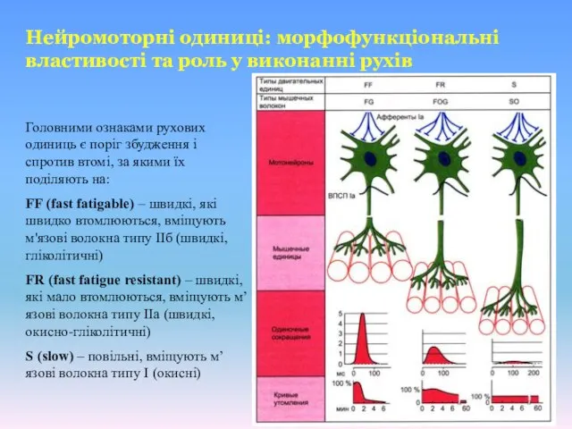 Нейромоторні одиниці: морфофункціональні властивості та роль у виконанні рухів Головними ознаками рухових