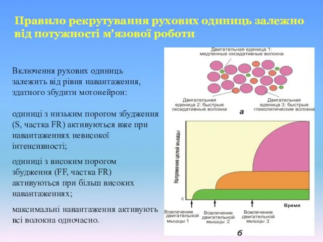 Включення рухових одиниць залежить від рівня навантаження, здатного збудити мотонейрон: одиниці з