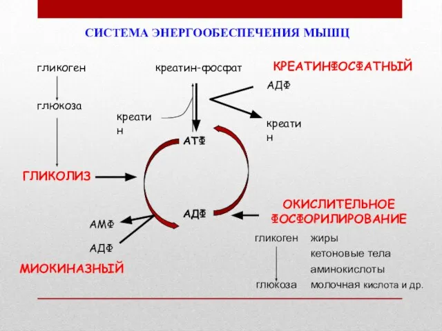 АТФ АДФ гликоген глюкоза ГЛИКОЛИЗ креатин-фосфат ОКИСЛИТЕЛЬНОЕ ФОСФОРИЛИРОВАНИЕ МИОКИНАЗНЫЙ КРЕАТИНФОСФАТНЫЙ АМФ АДФ