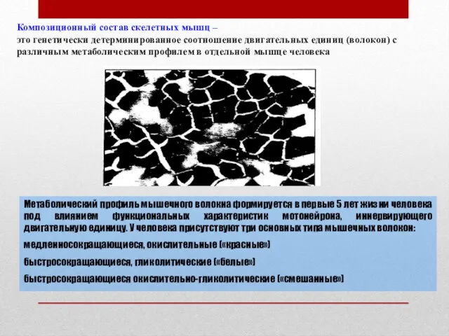 Композиционный состав скелетных мышц – это генетически детерминированное соотношение двигательных единиц (волокон)