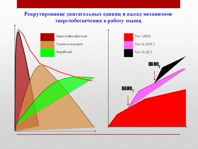 Рекрутирование двигательных единиц и вклад механизмов энергообеспечения в работу мышц ПАНО1 ПАНО2