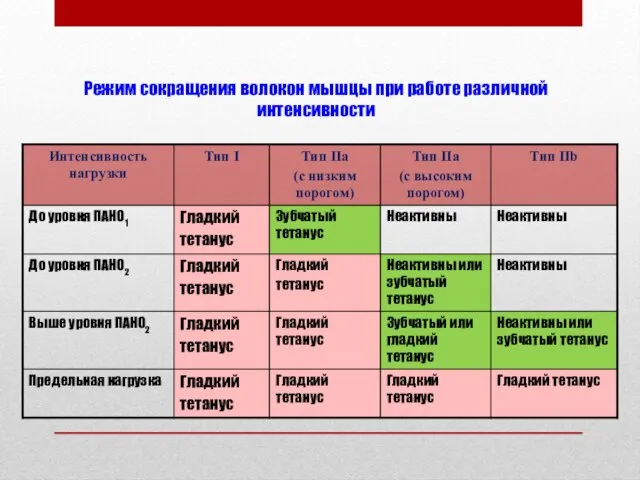 Режим сокращения волокон мышцы при работе различной интенсивности