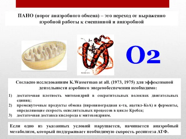 ПАНО (порог анаэробного обмена) – это переход от выраженно аэробной работы к