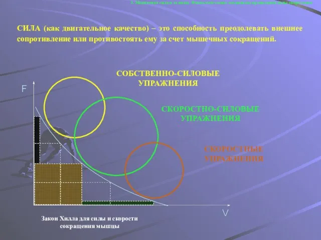 3. Мышечная сила и ее виды. Физиологические механизмы проявления силы спортсмена СИЛА