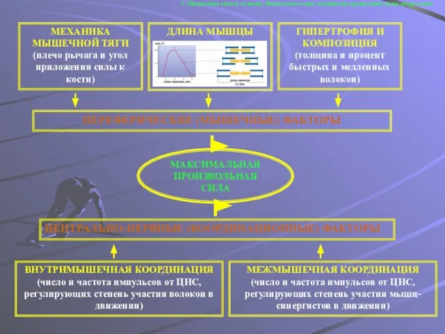 3. Мышечная сила и ее виды. Физиологические механизмы проявления силы спортсмена МАКСИМАЛЬНАЯ