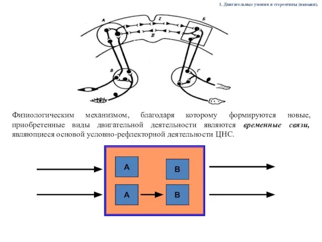 А А В В Физиологическим механизмом, благодаря которому формируются новые, приобретенные виды